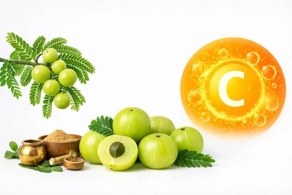Amla fruit rich source of vitamin C ayurveda
